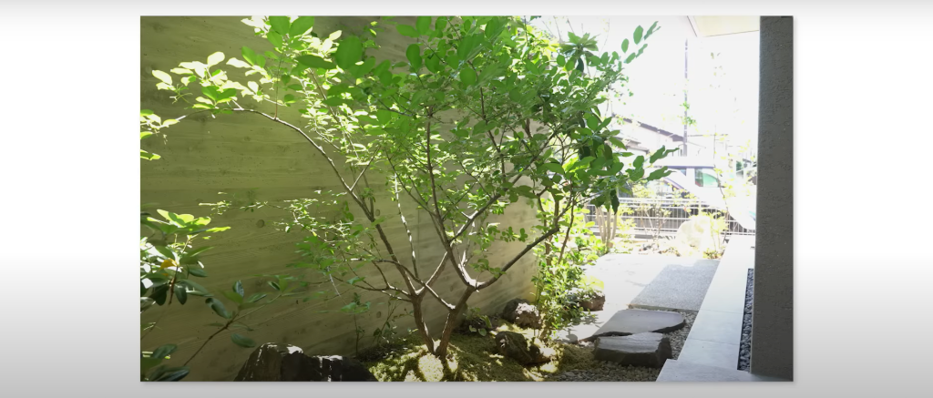 おすすめの庭木5：マユミ 