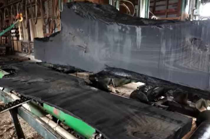 木自体が黒い神代木