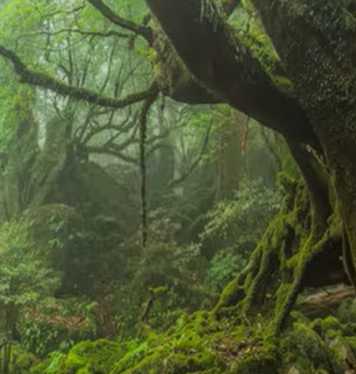 ぐねぐねしている屋久杉