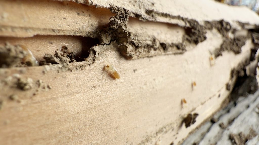 シロアリの被害