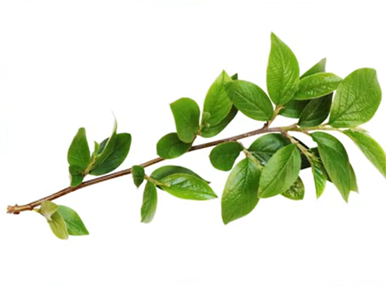 もぎたての木の枝