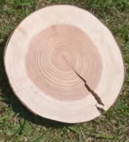 真ん中の部分だけ色が違うスギ