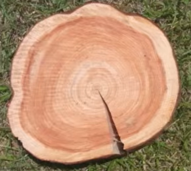 外の白い部分が少ないヒノキ