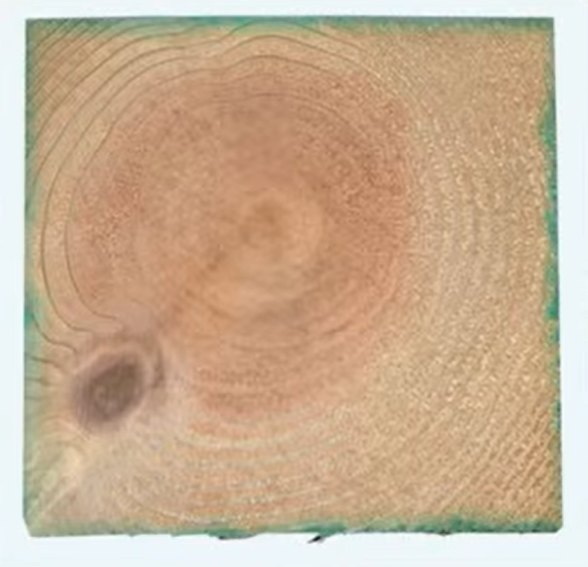 薬剤を表面に塗布した木材の断面