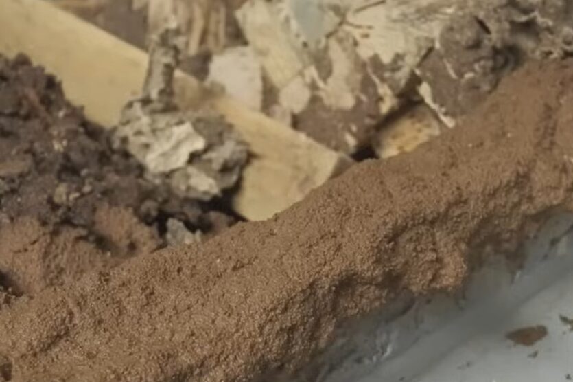 シロアリの作った蟻道