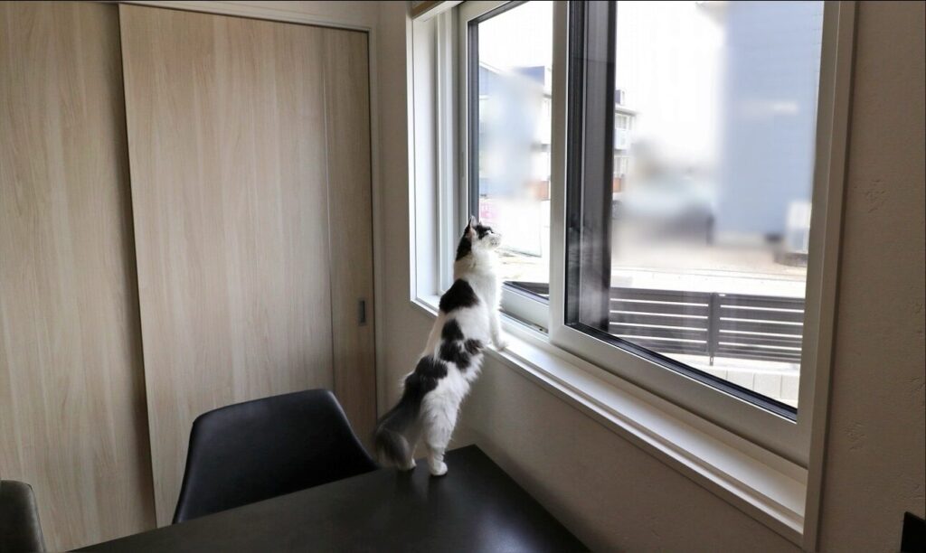 ホテルライクな空間で猫と過ごす優しい時間3