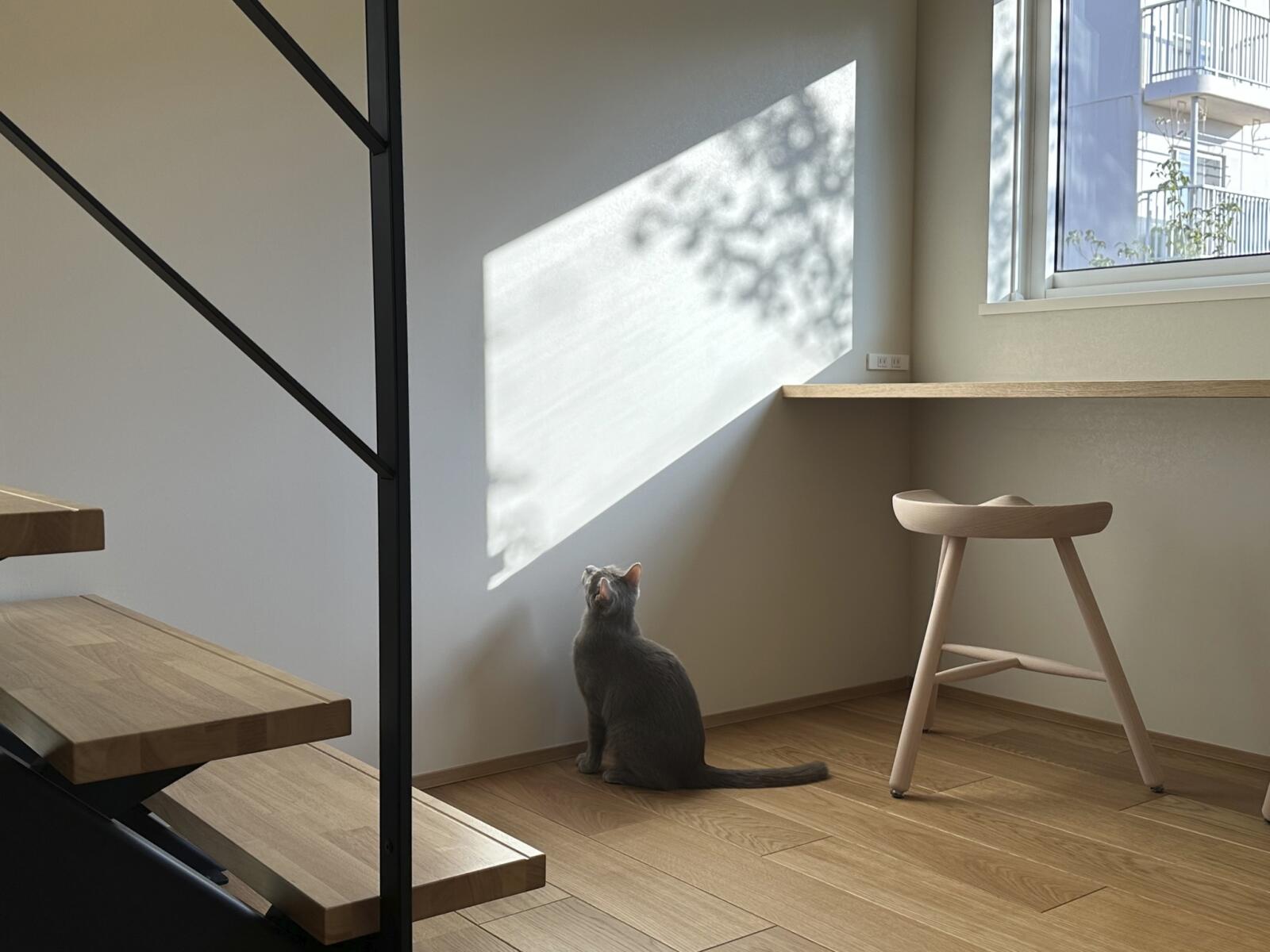 【32坪】猫と暮らす家