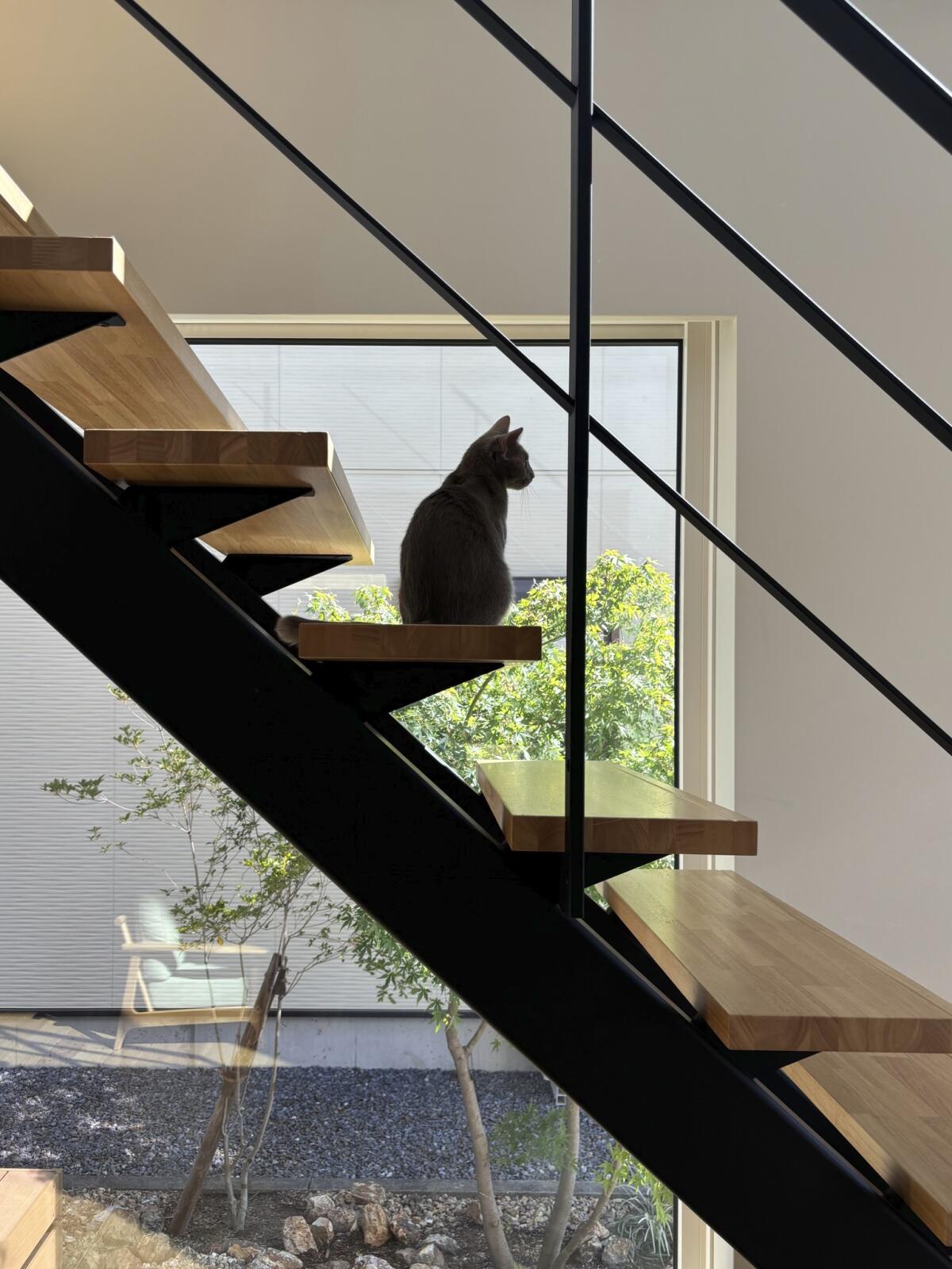 【32坪】猫と暮らす家